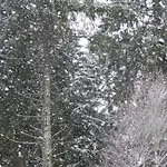 Seeblick Nr 1 ,feldberg Baerental 公寓