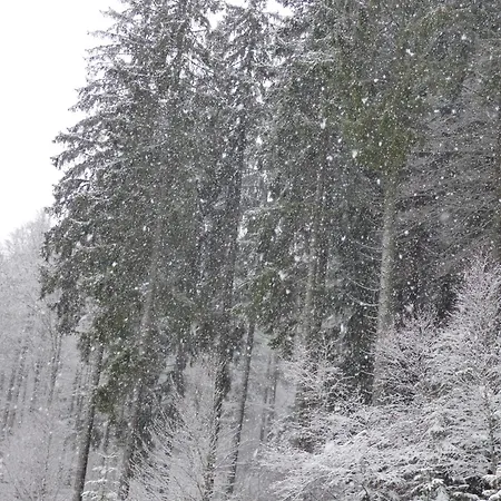 Appartement Seeblick Nr 1 ,feldberg Baerental *